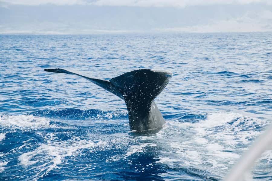 Maalaea: West Maui Snorkeling & Sailing Day Trip with Lunch - Who Will Enjoy This Most