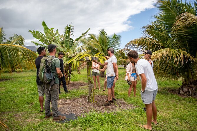 Macnut Tour, Picnic lunch and Maui Bees - Why This Is More Than a Macadamia Nut Tour
