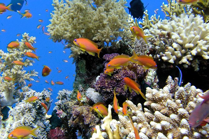 Makena Turtle Town Eco Adventure in Maui - Key points to know before booking