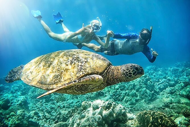 Marine Biologist Guided Snorkel Tour from Shore at Turtle Town - Key points to know before you book