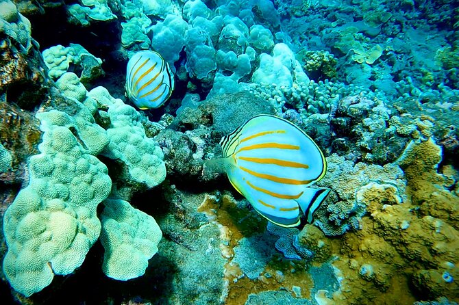 Marine Biologist Guided Snorkel Tour from Shore at Turtle Town - Meeting Hawaiian green sea turtles