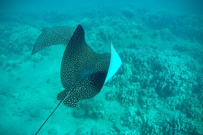 Marine Biologist Guided Snorkel Tour from Shore at Turtle Town - Equipment, comfort, and the small details