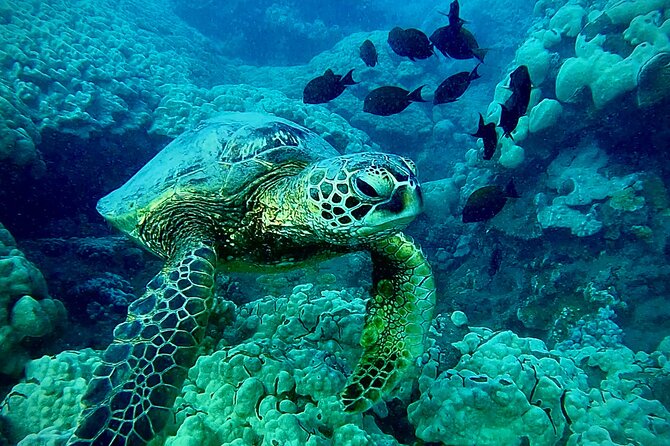 Marine Biologist Guided Snorkel Tour from Shore at Turtle Town - The included photos are useful, not just a sales extra