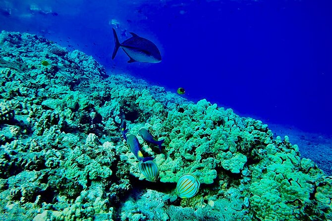Marine Biologist Guided Snorkel Tour from Shore at Turtle Town - Getting comfortable before the reef