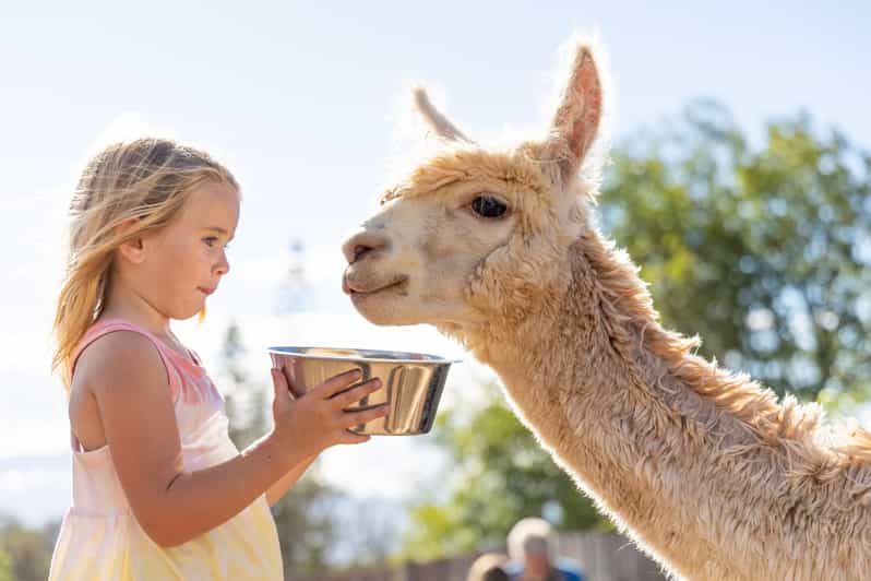Maui: Alpaca Farm Visit with Hands-On Activities - From Alpaca Fiber to Yarn