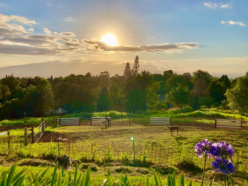 Maui: Alpaca Farm Visit with Hands-On Activities - Why the One-Hour Format Matters