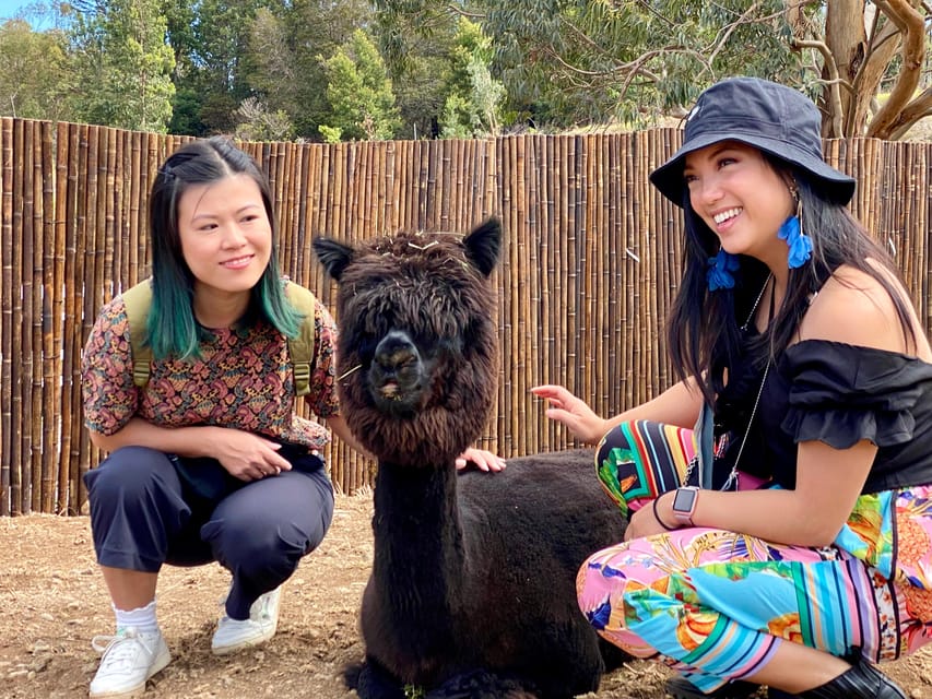 Maui: Alpaca Farm Visit with Hands-On Activities - Erin and the Small-Group Setting