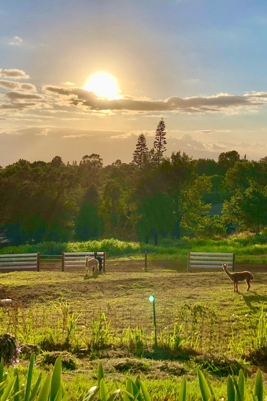 Maui: Alpaca Farm Visit with Hands-On Activities - Upcountry Setting and the Spirit of the Land