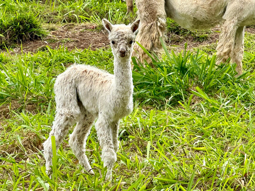 Maui: Alpaca Farm Visit with Hands-On Activities - Should You Book the Maui Alpaca Farm Visit?