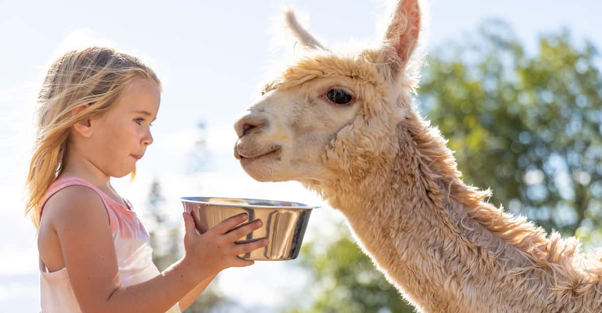 Maui: Alpaca Farm Visit with Hands-On Activities - A Gentle Stop at Angora Bunny Village
