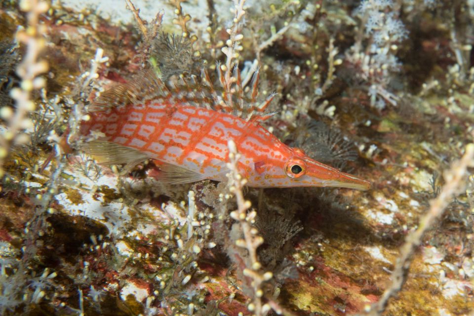 Maui: Beginner Discovery Scuba Dive Excursion from Lahaina - Key points at a glance