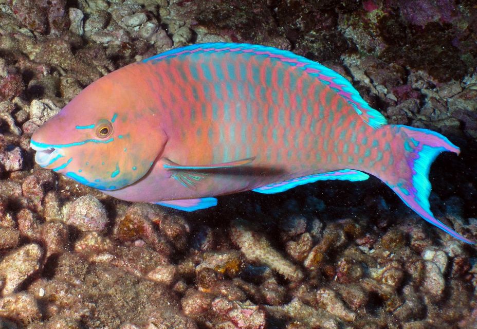 Maui: Beginner Discovery Scuba Dive Excursion from Lahaina - What to bring and what is supplied