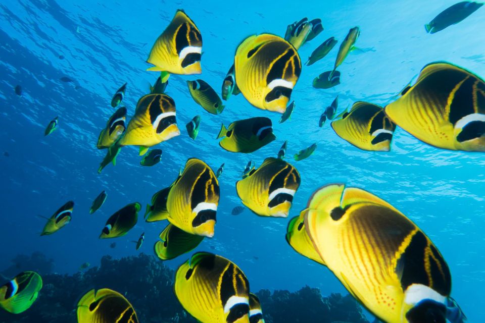 Maui: Beginner Discovery Scuba Dive Excursion from Lahaina - What the three-hour Maui session is really like