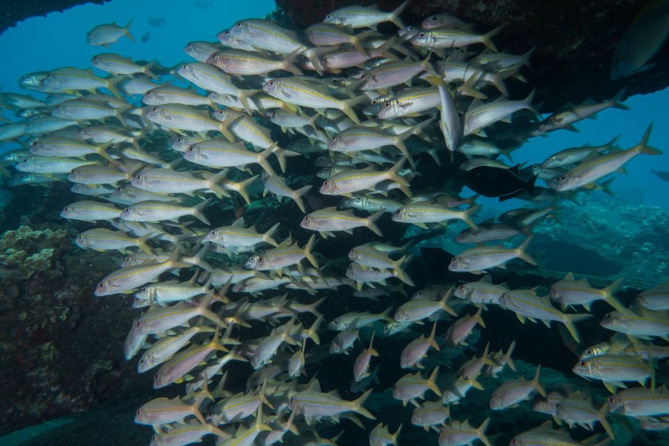 Maui: Beginner Discovery Scuba Dive Excursion from Lahaina - Why the small group is worth paying for