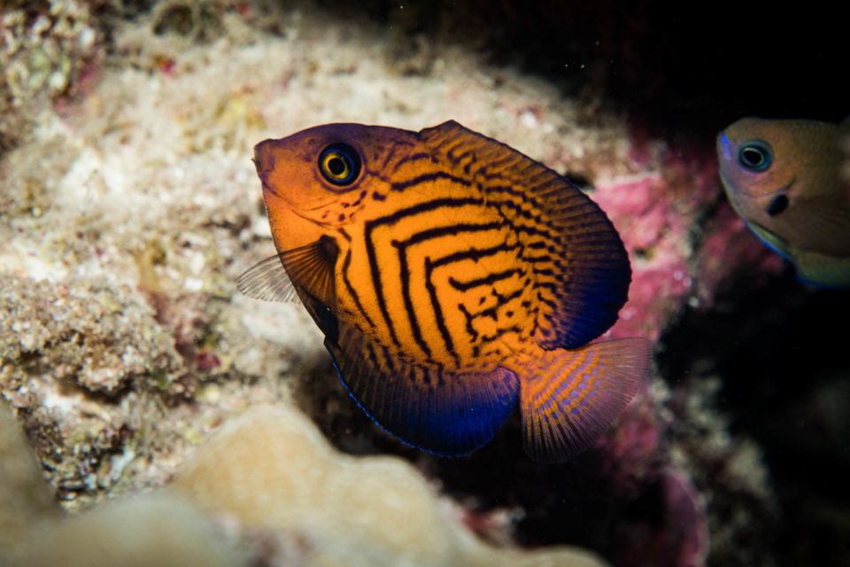 Maui: Beginner Discovery Scuba Dive Excursion from Lahaina - The instructors make the biggest difference