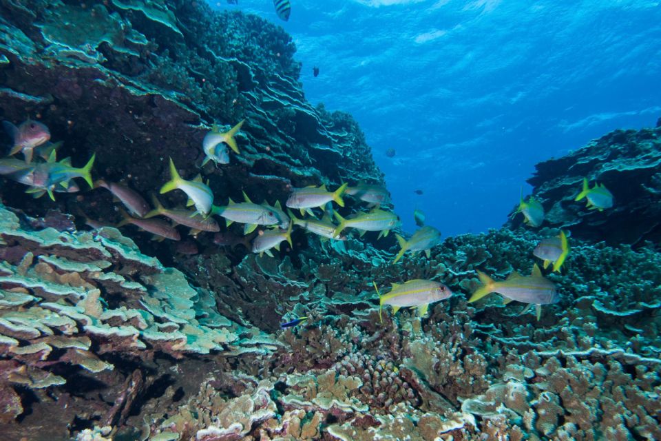 Maui: Beginner Discovery Scuba Dive Excursion from Lahaina - Certification is not included, but the session can point you forward