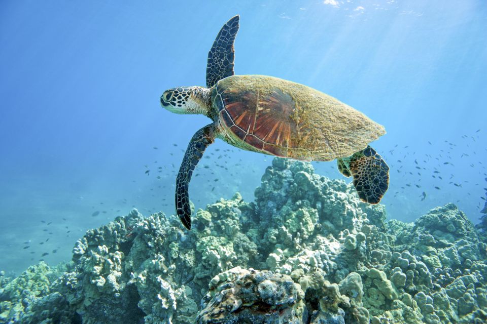 Maui: Beginner Discovery Scuba Dive Excursion from Lahaina - Timing your booking around the rest of Maui