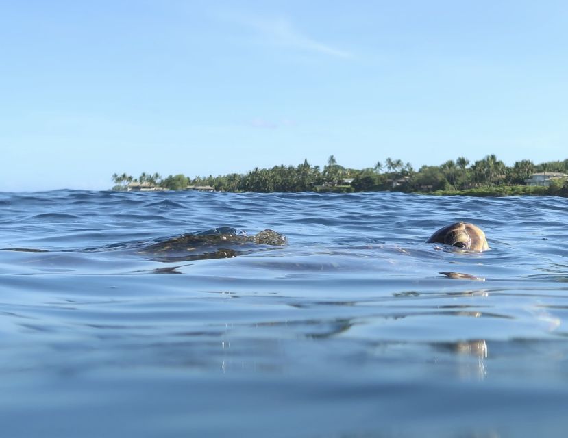 Maui: Beginner Level Private Stand-Up Paddleboard Lesson - Learning on the Ocean With a Private Guide