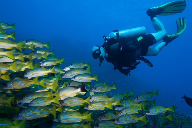 Maui Certified Shore Diving from Lahaina - A short, personal way to see Maui underwater