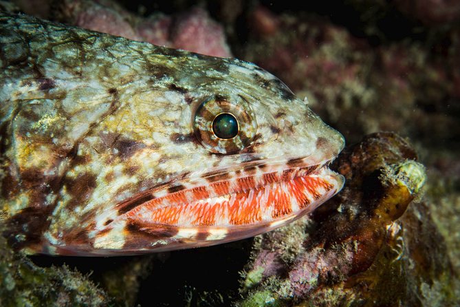 Maui Certified Shore Diving from Lahaina - The guides add more than basic supervision