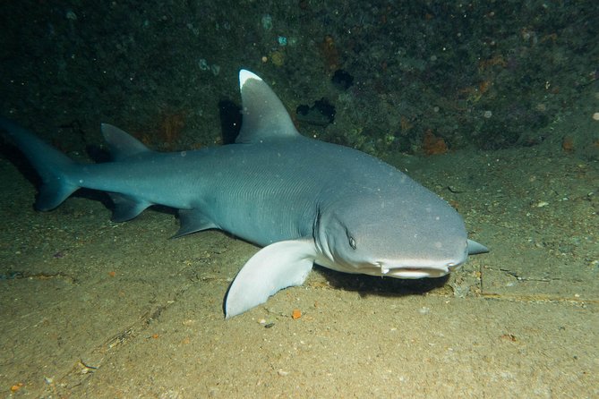 Maui Certified Shore Diving from Lahaina - Price and what you receive for $199.99