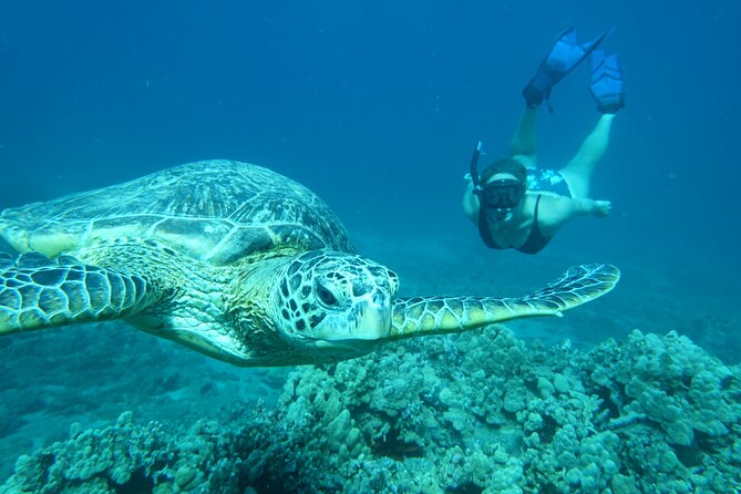 Maui Clear Kayak and Snorkel Tour: Swim with turtles (Makena) - Turtle Town and the optional snorkel