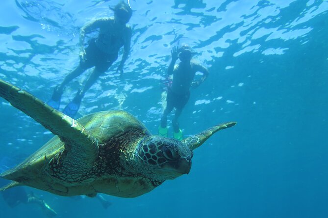 Maui Clear Kayak and Snorkel Tour: Swim with turtles (Makena) - What the guides add to the outing