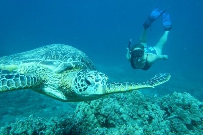 Maui Clear Kayak and Snorkel Tour: Swim with turtles (Olowalu) - Snorkeling is optional, and that is a real advantage
