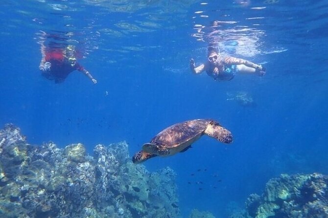 Maui Clear Kayak and Snorkel Tour: Swim with turtles (Olowalu) - The $130 price: good value for the right kind of morning