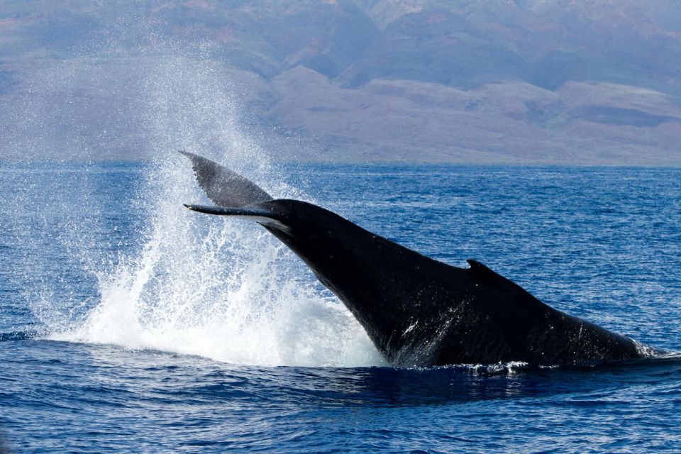 Maui: Deluxe Whale Watch Sail & Lunch from Ma<code>alaea Harbor – Key points to know before you book’ /></p>
<ul>
<li><strong>Hear whale song through an underwater hydrophone</strong>, a special treat that turns the cruise into more than a search for tail flukes.</li>
<li><strong>Watch from a spacious boat</strong> with room for passengers to spread out and find a viewing position.</li>
<li><strong>Enjoy an easy onboard lunch</strong>, including island fruit, sliders, salads, hummus, bruschetta, brownies, and drinks.</li>
<li><strong>Bring the family</strong>, since children can take part in the Jr. Naturalist Program.</li>
<li><strong>Return for free if needed</strong>, using the whale-sighting guarantee within one year.</li>
<li><strong>Arrive 45 minutes early</strong>, and remember that the tour is not suitable for wheelchair users.</li>
</ul>
<h2 id="leaving-maui-harbor-shops-for-open-water">Leaving Maui Harbor Shops for open water</h2>
<p><img width="853" height="640" decoding="async" src=
