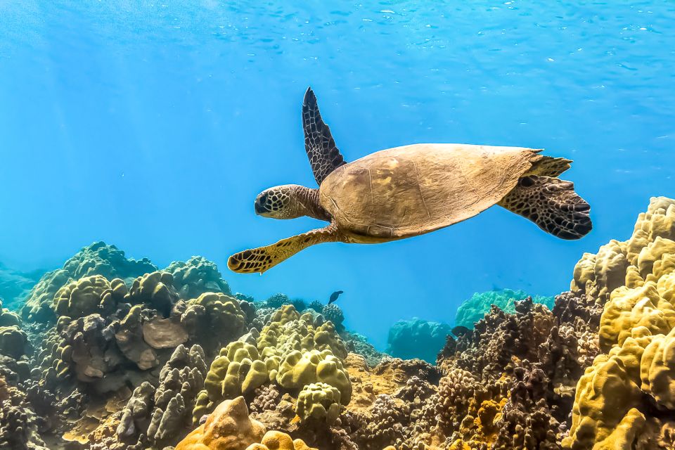 Maui: Eco-Friendly Molokini & Turtle Town Tour with Meals - Key points to know before booking