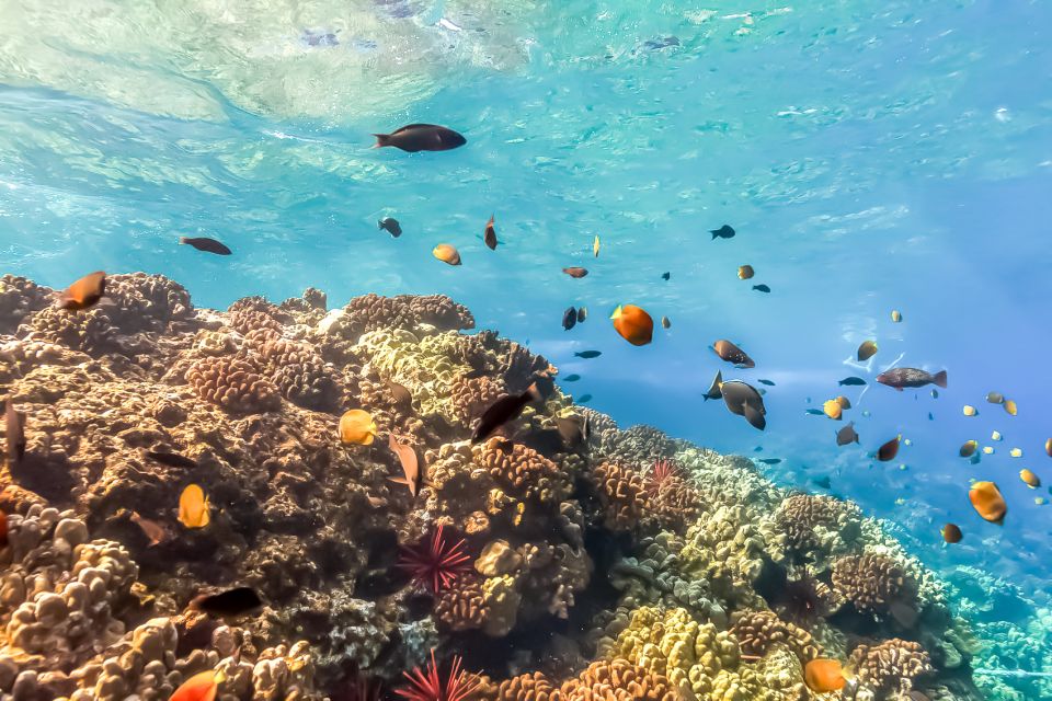 Maui: Eco-Friendly Molokini & Turtle Town Tour with Meals - Practical ways to enjoy the day