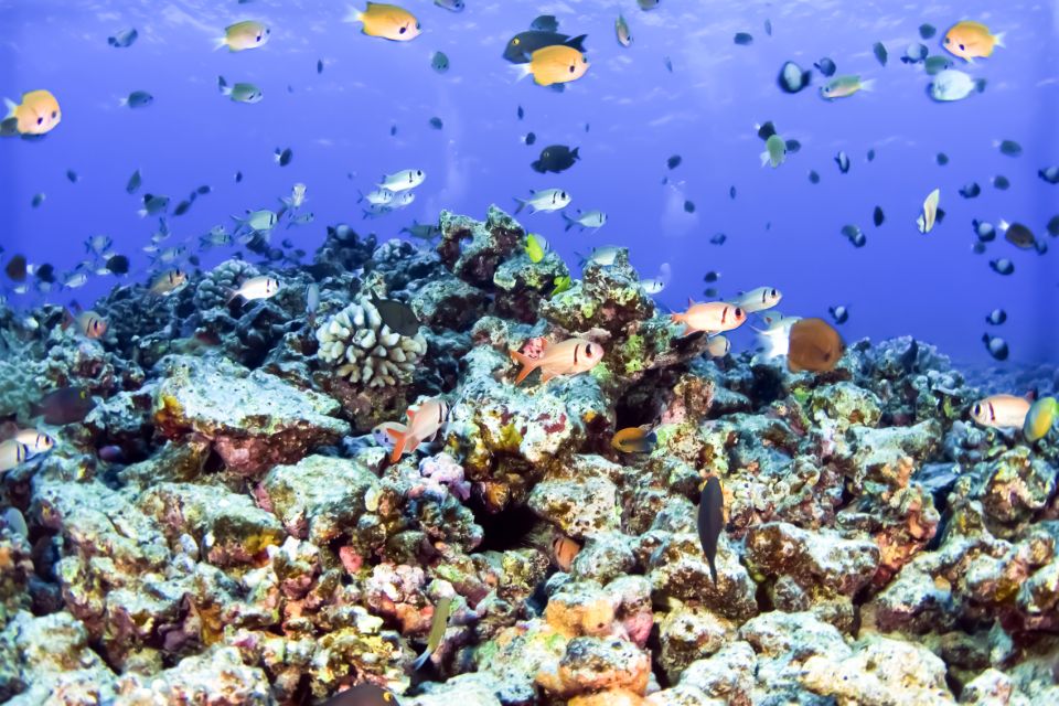 Maui: Eco-Friendly Molokini & Turtle Town Tour with Meals - Why this five-hour cruise works so well