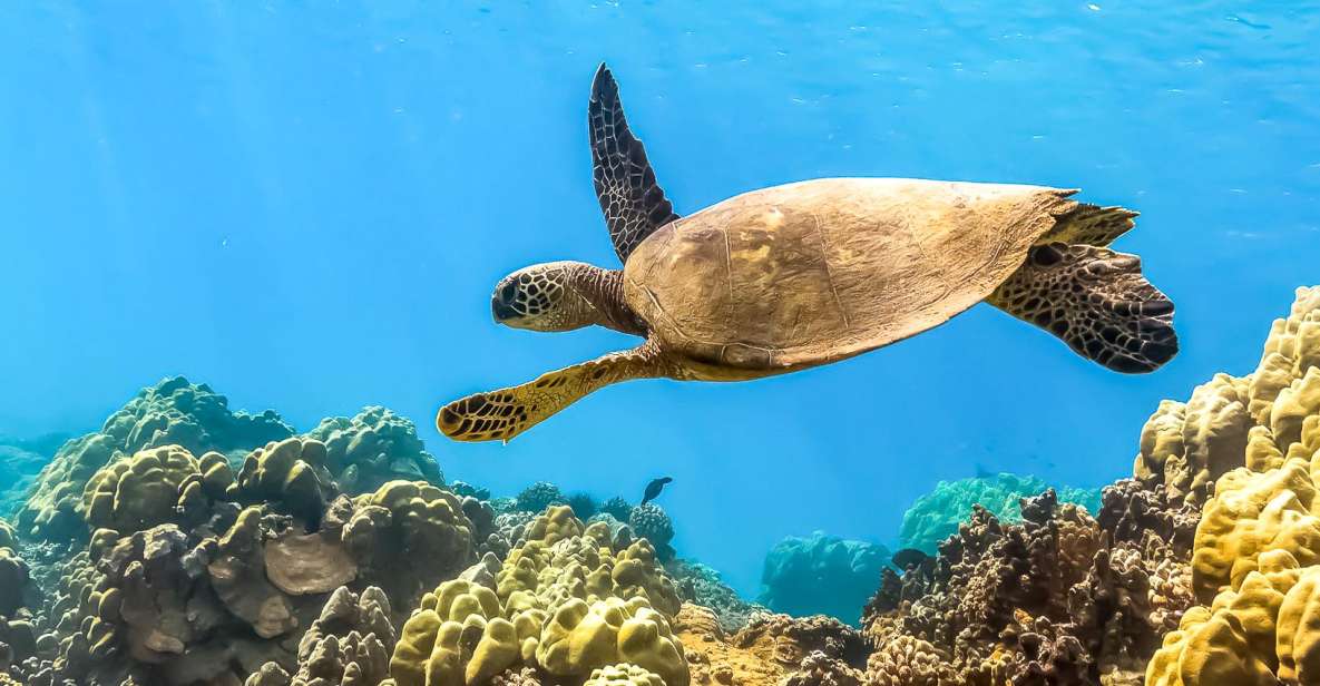Maui: Eco-Friendly Molokini & Turtle Town Tour with Meals - Breakfast before Molokini
