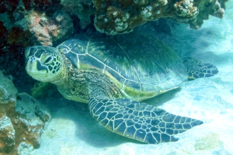 Maui: Eco-Friendly Molokini & Turtle Town Tour with Meals - Turtle Arches adds lava and wildlife