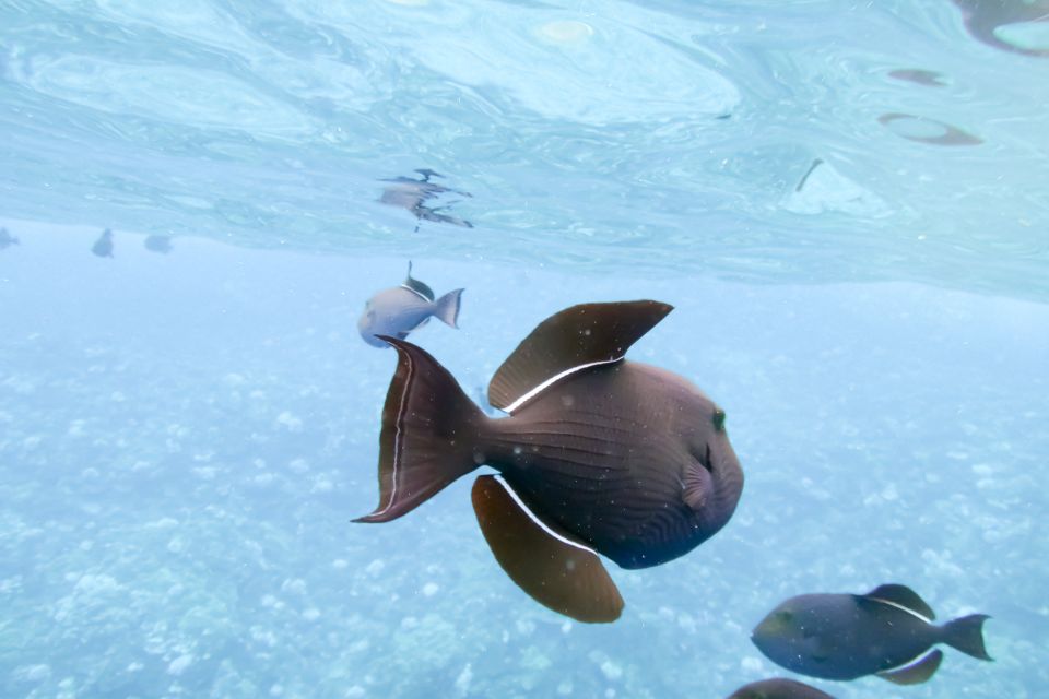 Maui: Eco-Friendly Molokini & Turtle Town Tour with Meals - Lunch on the return ride