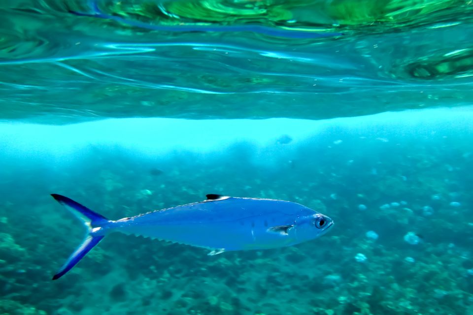 Maui: Eco-Friendly Molokini & Turtle Town Tour with Meals - The conservation side of the experience