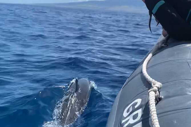 Maui Eco-Raft: 2 Hour Dolphin Watch Sightsee Tour (Semi-Private) - Key points to know before boarding