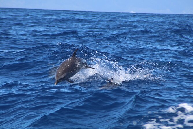 Maui Eco-Raft: 2 Hour Dolphin Watch Sightsee Tour (Semi-Private) - Why the eco-raft changes the view