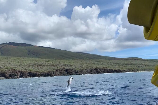 Maui Eco-Raft: 2 Hour Dolphin Watch Sightsee Tour (Semi-Private) - Other wildlife you might spot