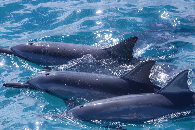 Maui Eco-Raft: 2 Hour Dolphin Watch Sightsee Tour (Semi-Private) - Snacks, drinks, and the lunch upgrade