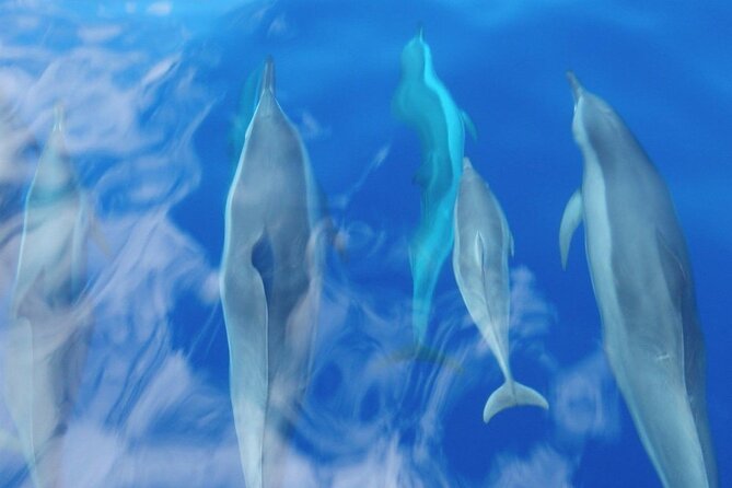Maui Eco-Raft: 2 Hour Dolphin Watch Sightsee Tour (Semi-Private) - Is $96.52 a fair Maui price?