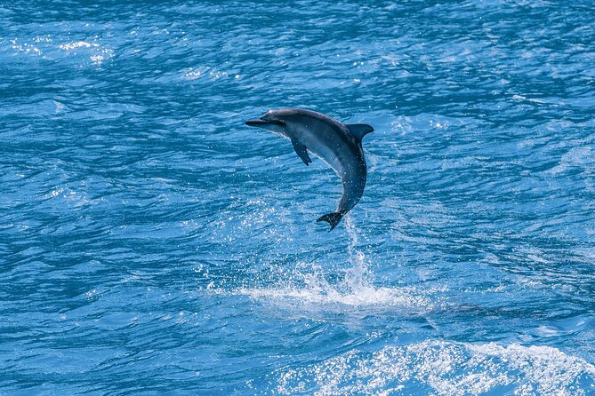 Maui Eco-Raft: 2 Hour Dolphin Watch Sightsee Tour (Semi-Private) - Who will enjoy this raft trip most?