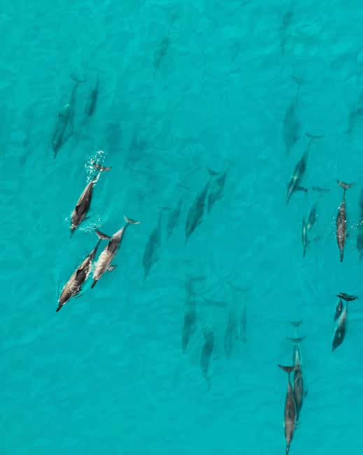 Maui: Eco-Raft Dolphin Watch Tour with Snacks - Dolphins first, but not dolphins only