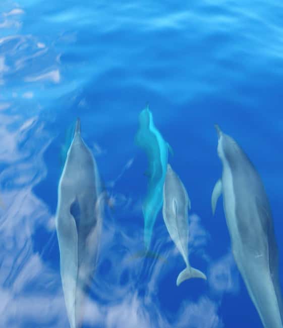Maui: Eco-Raft Dolphin Watch Tour with Snacks - Is $96 a fair price?