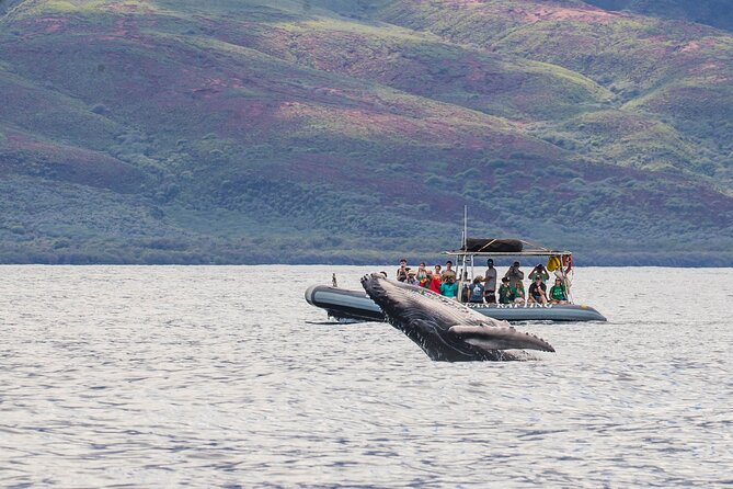 Maui Eco-Raft Tour: Eye-Level Whale or Dolphin Watching - Lahaina - Key points at a glance