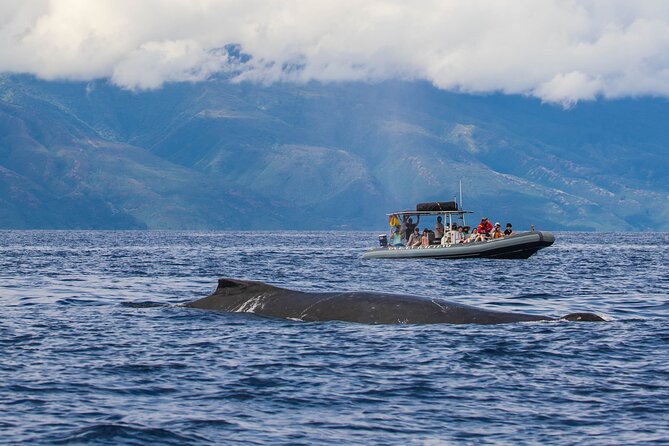 Maui Eco-Raft Tour: Eye-Level Whale or Dolphin Watching - Lahaina - The Lahaina meeting point and the real itinerary
