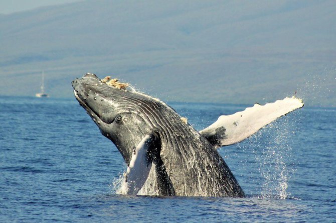 Maui Eco-Raft Tour: Eye-Level Whale or Dolphin Watching - Lahaina - What the 2.5 hours feel like