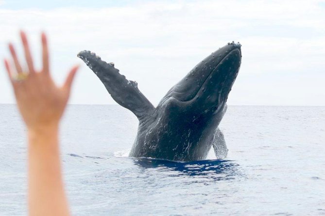 Maui Eco-Raft Tour: Eye-Level Whale or Dolphin Watching - Lahaina - The crew is a major part of the value