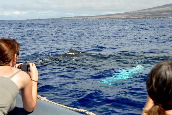 Maui Eco-Raft Tour: Eye-Level Whale or Dolphin Watching - Lahaina - Comfort, sun, spray, and seating